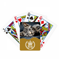 Мачка Ленти Писе Животните Релативно Симпатична Кралската Флеш Покер Игра Со Карти