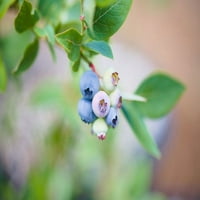 Експерт градинар 2.5QT боровинки Елиот мало овошје полно сонце во живо растенија сина